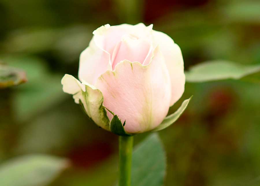 La rose Sweet Avalanche, de couleur rose pâle délicate et poudrée.